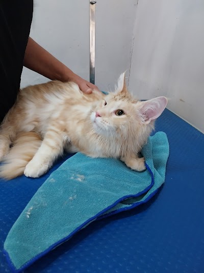 Grooming Van Image