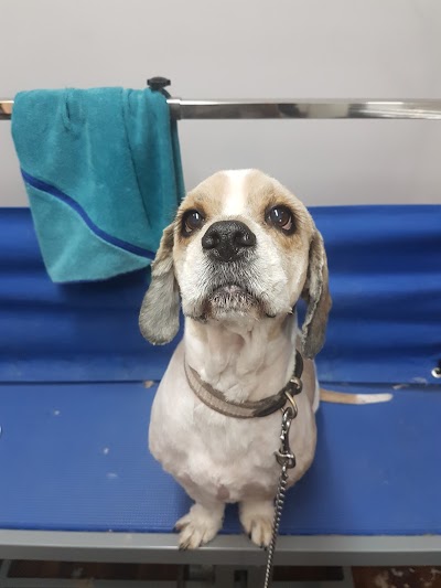 Grooming Van Image