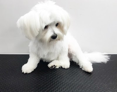 Grooming Van Image