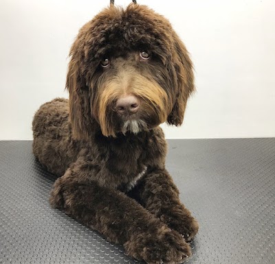 Grooming Van Image