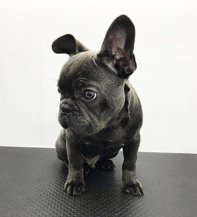 Grooming Van Image
