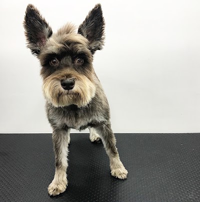 BeautyPets Mobile Dog Grooming Services
