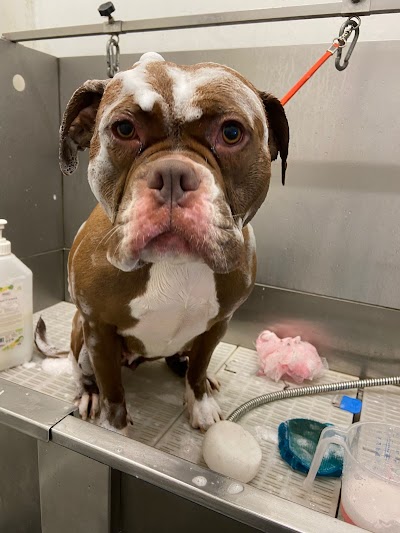 Grooming Van Image