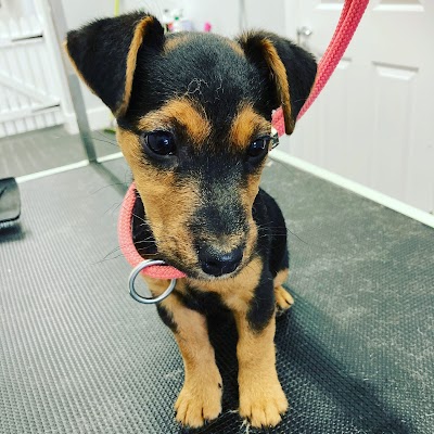 Grooming Van Image