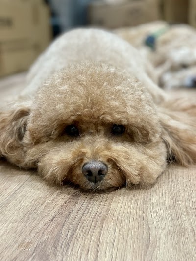 Grooming Van Image