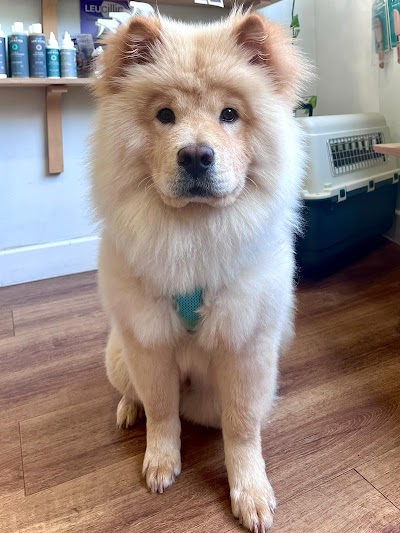 Grooming Van Image