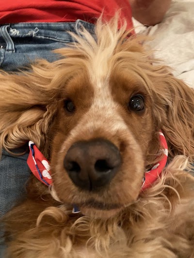 Grooming Van Image