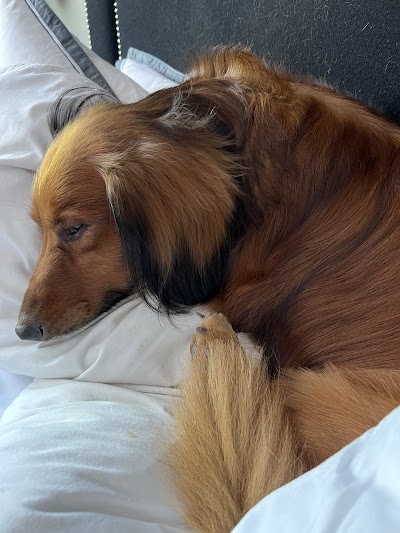 Grooming Van Image