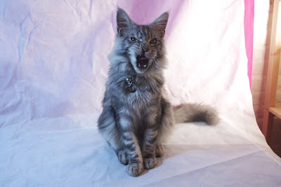 Grooming Van Image