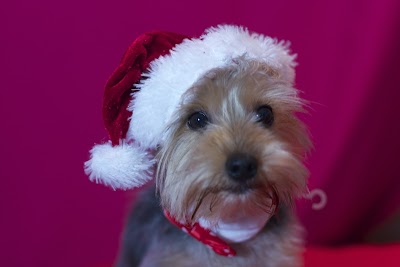 Grooming Van Image
