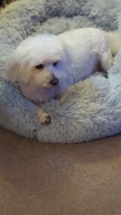 Grooming Van Image