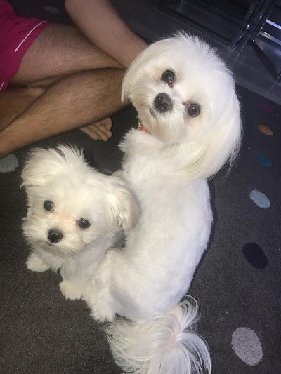 Grooming Van Image