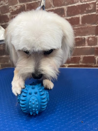 Grooming Van Image
