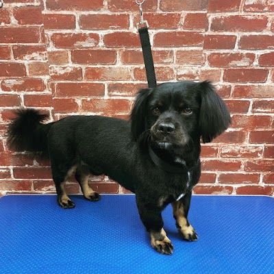 Grooming Van Image