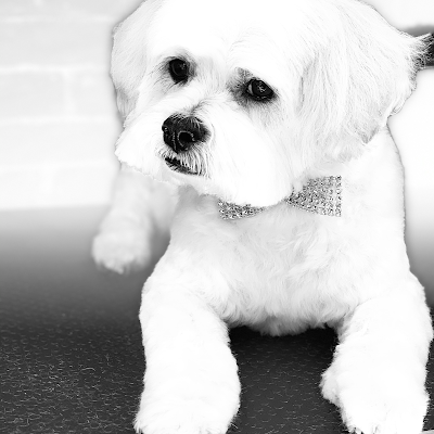 Grooming Van Image