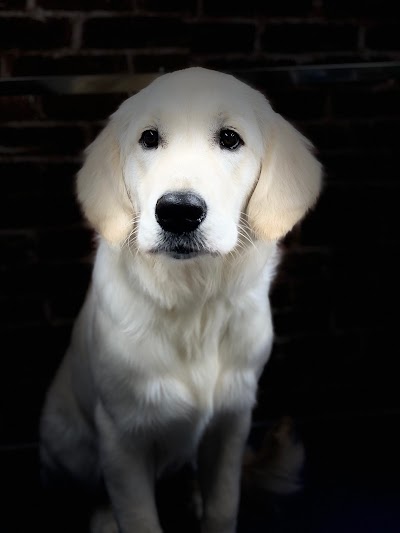 Grooming Van Image