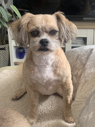 Buddie's Mobile Dog Grooming