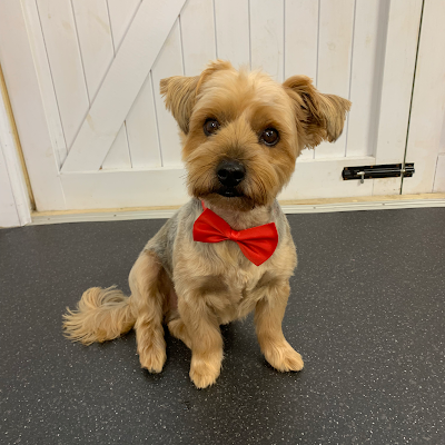 Grooming Van Image