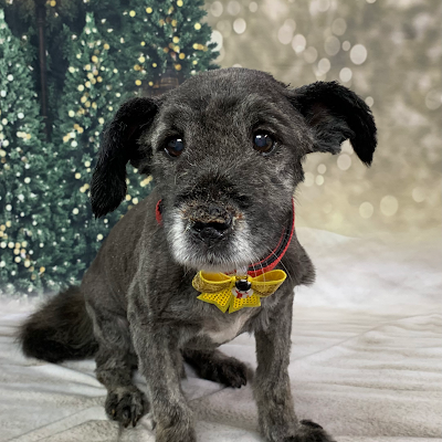 Grooming Van Image