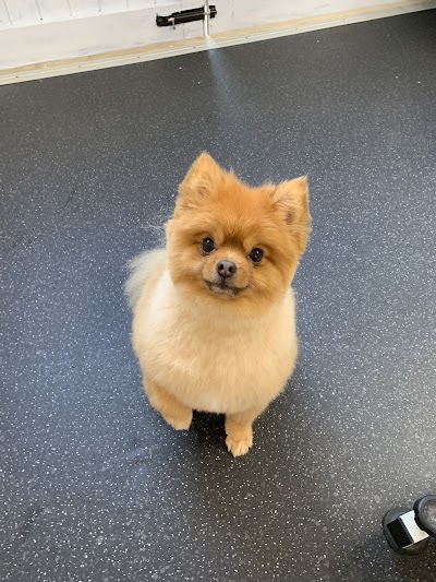 Buzzpup