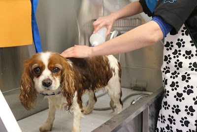 Grooming Van Image