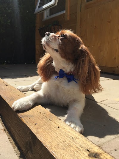 Grooming Van Image