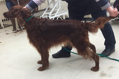 Grooming Van Image