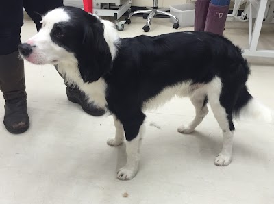 Grooming Van Image
