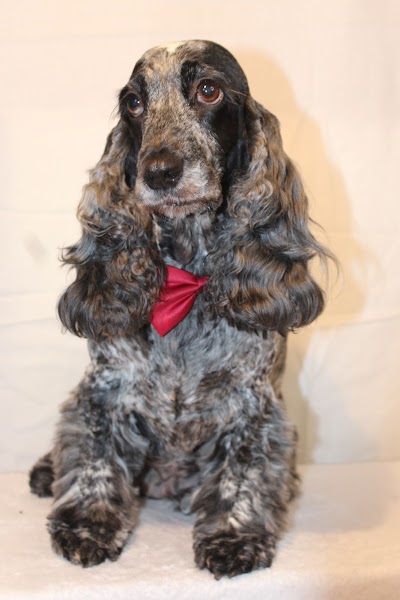 Grooming Van Image