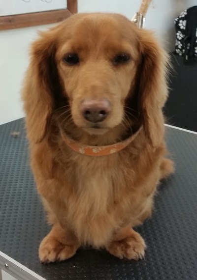 Grooming Van Image