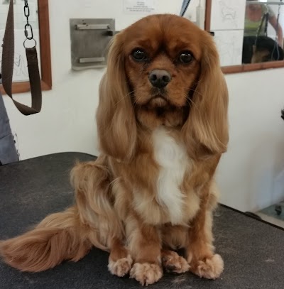 Grooming Van Image