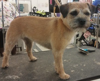 Grooming Van Image