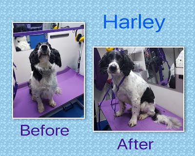 Grooming Van Image