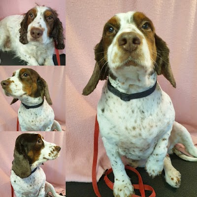 Grooming Van Image