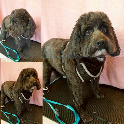 Grooming Van Image