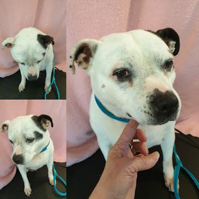 Grooming Van Image