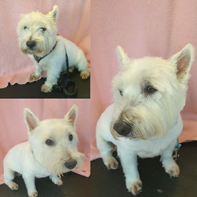 Grooming Van Image