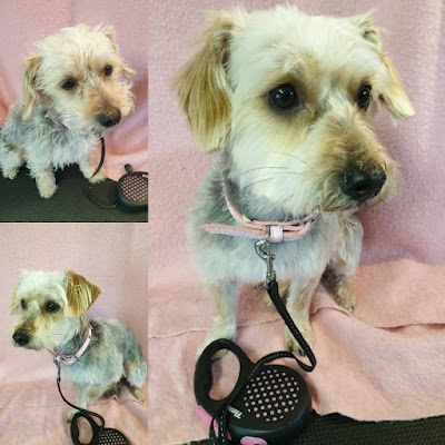 Clipaway Dog Groomers