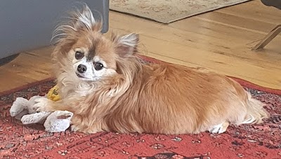 Grooming Van Image