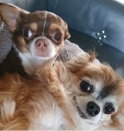 Comb and Collars Grooming Studio
