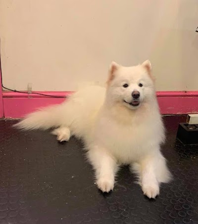 Grooming Van Image