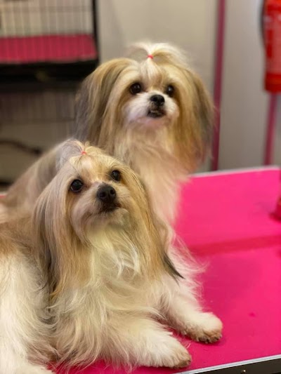 Grooming Van Image