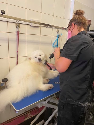 Grooming Van Image