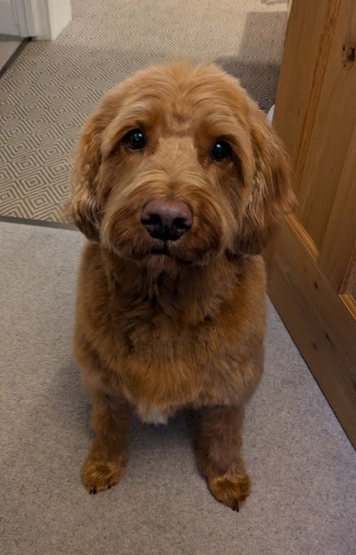 Curracloe Dog Grooming Salon, Ealing, West London