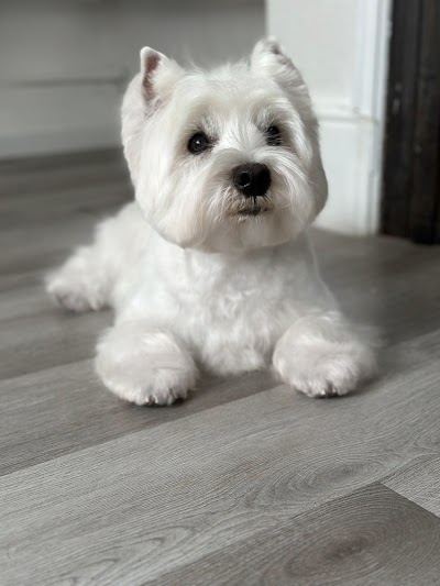 Grooming Van Image