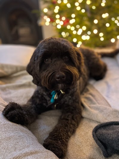 Grooming Van Image
