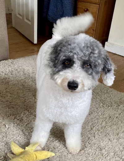 Grooming Van Image