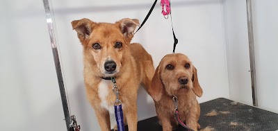 Grooming Van Image