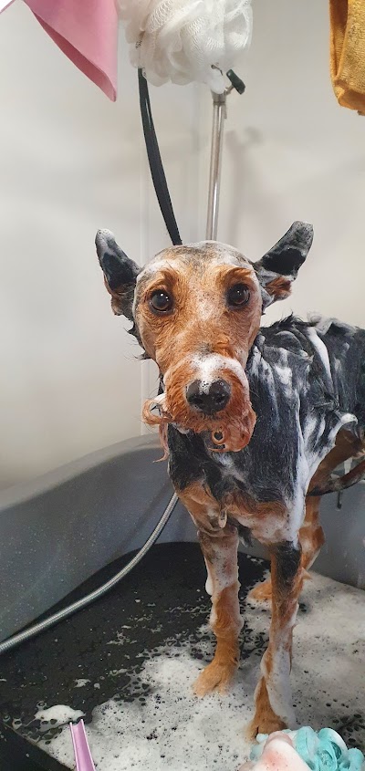 Grooming Van Image
