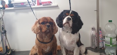 Grooming Van Image